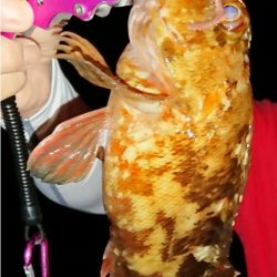 何か釣れるといいなぁって感じで4種目